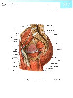 Sobotta  Atlas of Human Anatomy  Trunk, Viscera,Lower Limb Volume2 2006, page 324